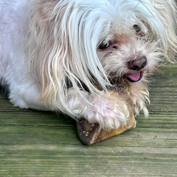Albus, photo 4 of 8