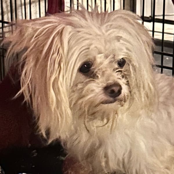 Albus, photo 2 of 8