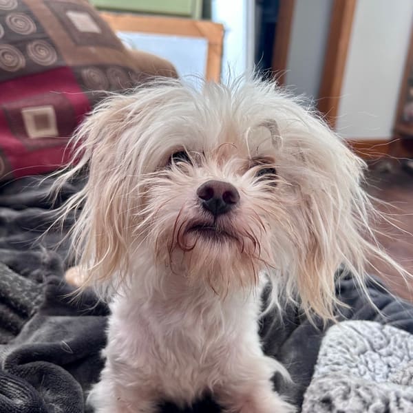 Albus, photo 8 of 8