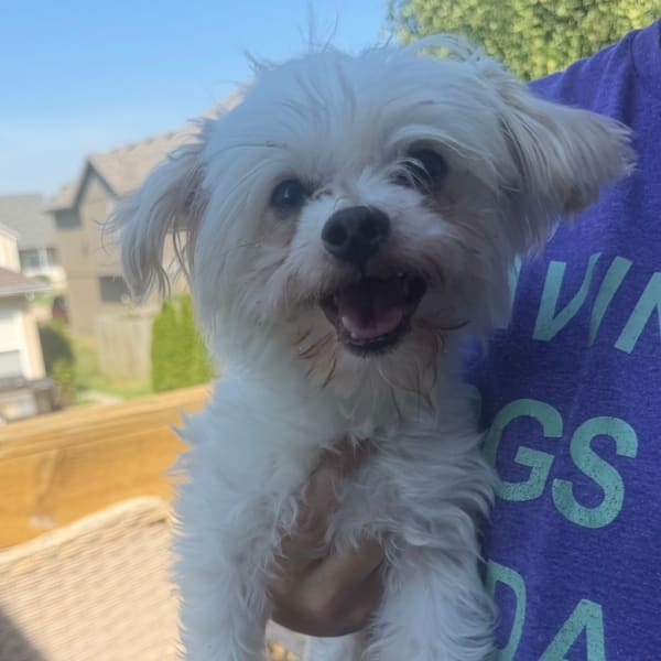 Albus, a small white and cream dog