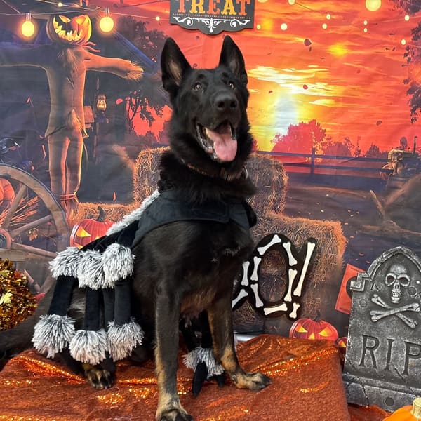 Bellamy, a large black dog