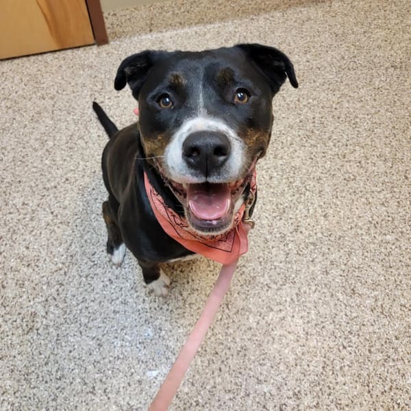 Timber Sue, a large black and brown senior dog