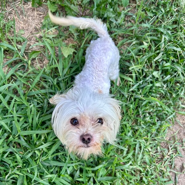 Albus, photo 6 of 8